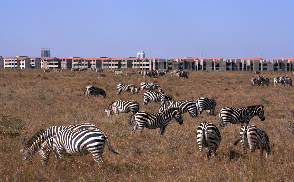 NAIROBI 5.jpg